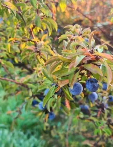 シャレー La Era De Lardiés